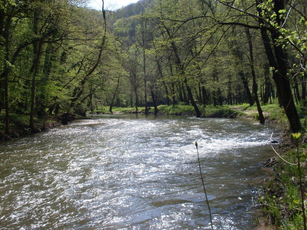 Brza planinska reka koja teče kroz prolećnu šumu